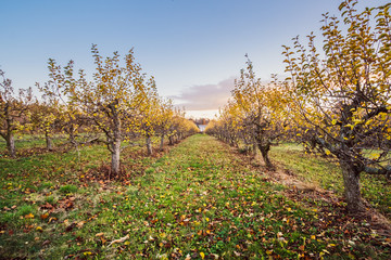Naklejka premium Plantation of fruit trees with blue sky