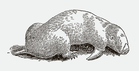 Blind marsupial mole notoryctes lying on the ground. Illustration after engraving from 19th century