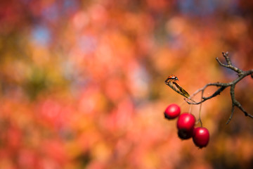 Red rosehips growing on a rose hip bush. Shallow depth of field. Blurred natural background. Space on left side