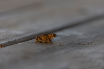 Young small green frog on the wood