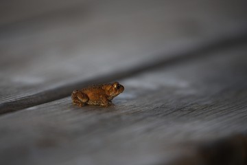 Young small green frog on the wood