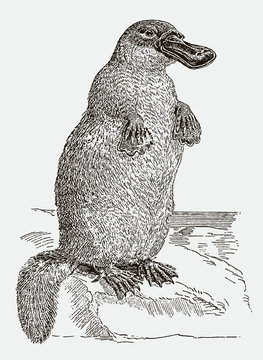 Scientifically incorrect graphic depiction of platypus ornithorhynchus anatinus standing on rock. Illustration after antique engraving from 19th century
