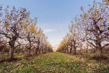 Fototapeta premium Plantation of fruit trees with blue sky