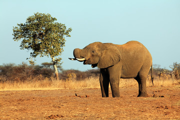 Fototapeta na wymiar The African bush elephant (Loxodonta africana) drinking from the water hole in a dry savanna. Big african mammal in the dry savanna.