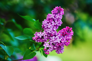 Branch of blossoming lilac on green leaves background. Shallow depth of field. Selective focus.