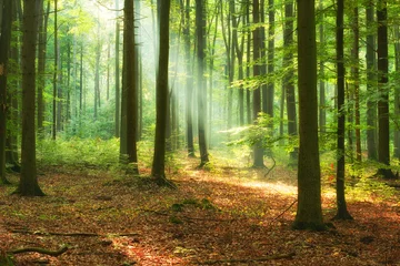 Schöner Morgen im Wald © Piotr Krzeslak