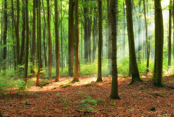 Obraz premium Beautiful morning in the forest