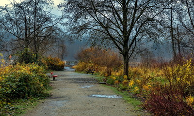Late autumn, autumn landscape in Barnaby Lake Park, a bench under overhanging tree branches with fallen leaves, a hiking trail with yellow autumn flowers on the sides © Alex Lyubar