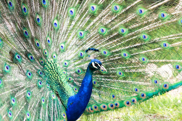 Naklejka premium Peacock Tail Display