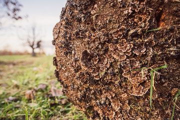stump of a tree on a meadow with tree fungus