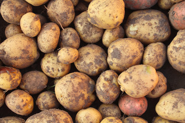 Fresh ripe potatoes. Close-up. Top view. Background. Texture.