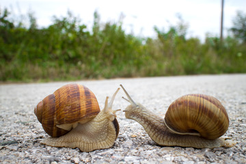 Mollusk snail Helix pomatia in spiral shell.  Snails meeting on the road. Macro photo nature.