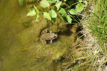 Pond frog photographed on a sunny spring day in Germany on a calm waters.