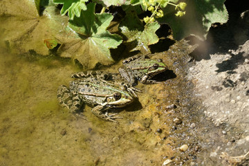 frog photographed on a sunny spring day 