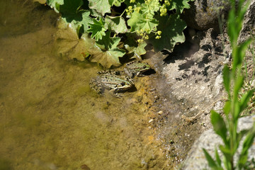 Pond frog photographed on a sunny spring day in Germany on a calm waters.