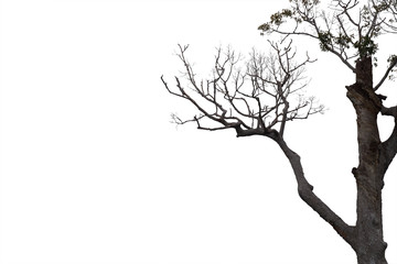 Fototapeta premium Dead branches , Silhouette dead tree or dry tree on white background with clipping path.