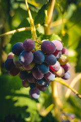 red grapes on the vine