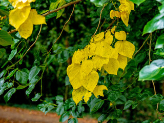 OLYMPUS DIGITAL CAMERA - LEAF