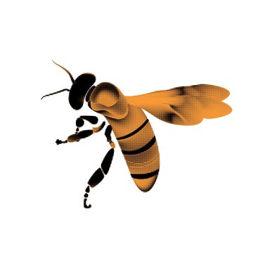 Golden honey bee uterus on white background.