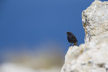 A male black redstart (Phoenicurus ochruros) perched on the coastal rocks of the Algarve Portugal.