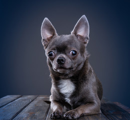 Gray chihuahua lies on a wooden table. Big ears. Looking at the camera. Close-up.