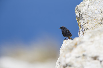 A male black redstart (Phoenicurus ochruros) perched on the coastal rocks of the Algarve Portugal.