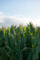 Obraz premium Detail of the top of a full size corn plantation just before the collection