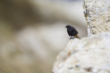 A male black redstart (Phoenicurus ochruros) perched on the coastal rocks of the Algarve Portugal.