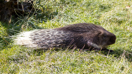 Ein Stachelschwein läuft über eine Wiese in der Seitenansicht