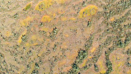 View from above. Texture of the colorful abstract swamp and forest.