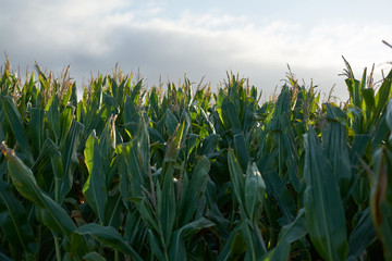 Fototapeta premium Detail of the top of a full size corn plantation just before the collection