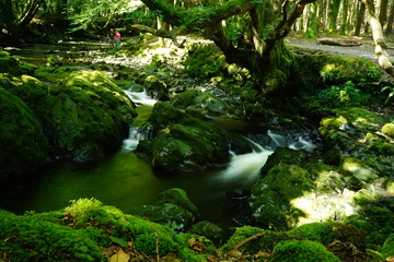 Tollymore Forest Park, Down, Northern Ireland