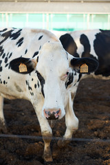 Portrait of a domestic cow on a farm