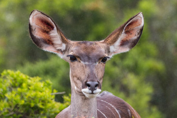 Female Kudu