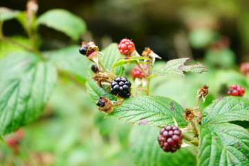 Blackberries