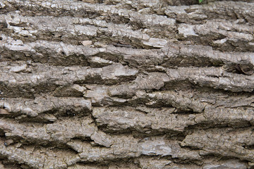 Fragment of the bark of an old tree