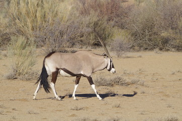 Naklejka premium Oryx Afrique du Sud Transfrontière Parc - Oryx South Africa Transfrontier Park