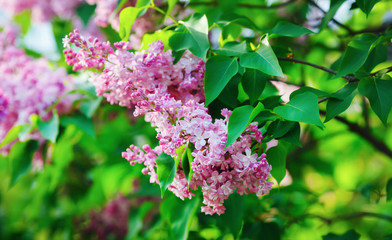 Fototapeta na wymiar Pink lilac flowers with green leaves. Shallow depth of field. Selective focus.