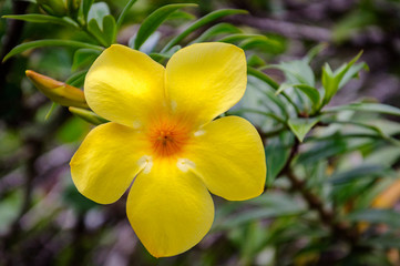 Fototapeta na wymiar Yellow tropical flower