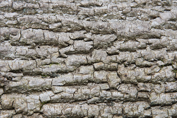 Fragment of tree bark