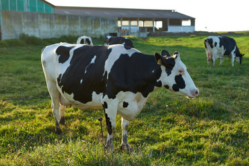 Profile of a cow on a field