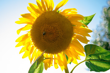 The sunflower that blocked the sun