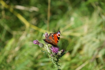 Red and black Butterfly