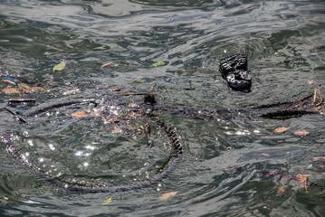 Trash in the water photographed in Vitoria. Vilha Velha, Espirito Santo - Southeast of Brazil....