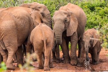 Naklejka premium Elephant Family
