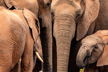 Elephant Family © Marcel Rudolph-Gajda