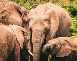 Elephant Family © Marcel Rudolph-Gajda