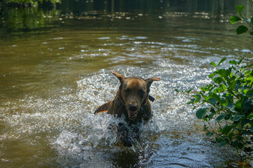 Happyness of a brown labrador dog playing in the fresh water