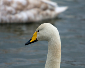 Obraz premium swan on water