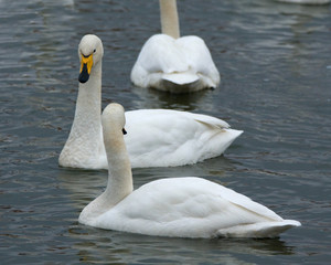 Obraz premium two swans on the lake